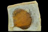 Fossil Leaf (Zizyphoides) - Montana #120860-1